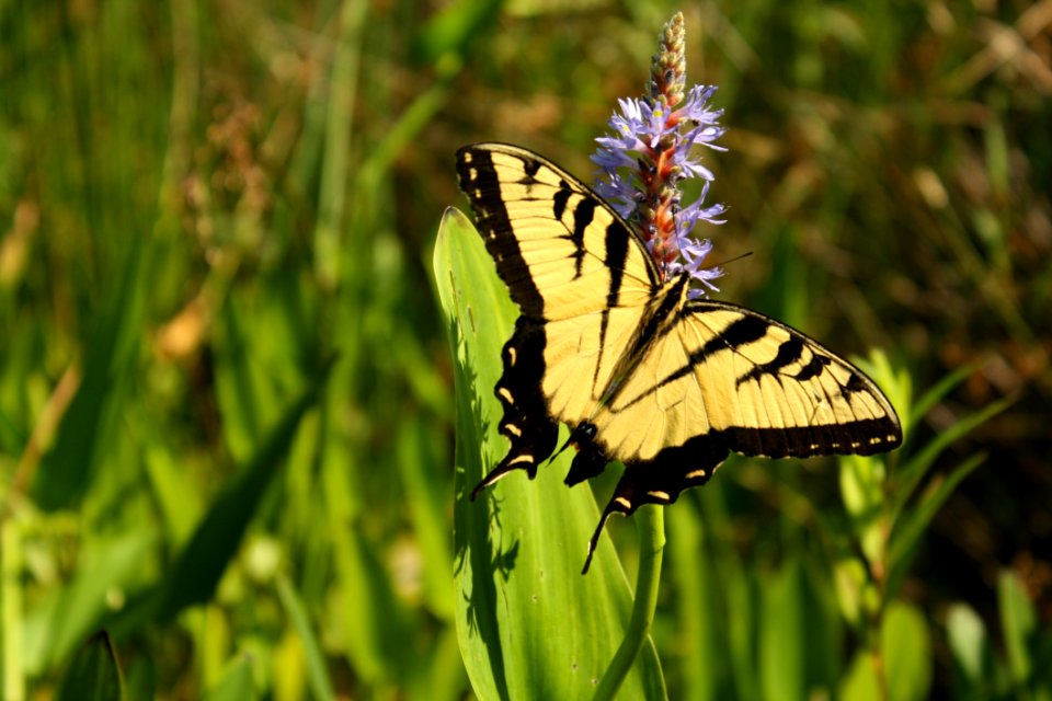 Butterfly Moths And Butterflies Insect Brush Footed Butterfly