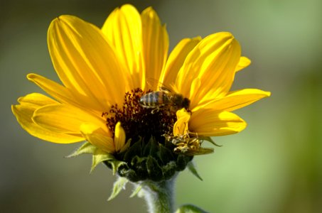Flower Yellow Flora Nectar