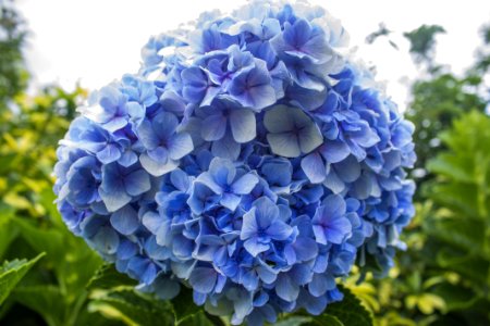Flower Blue Plant Flowering Plant