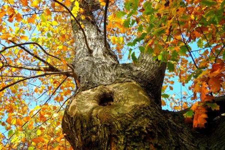 Tree Leaf Woody Plant Nature