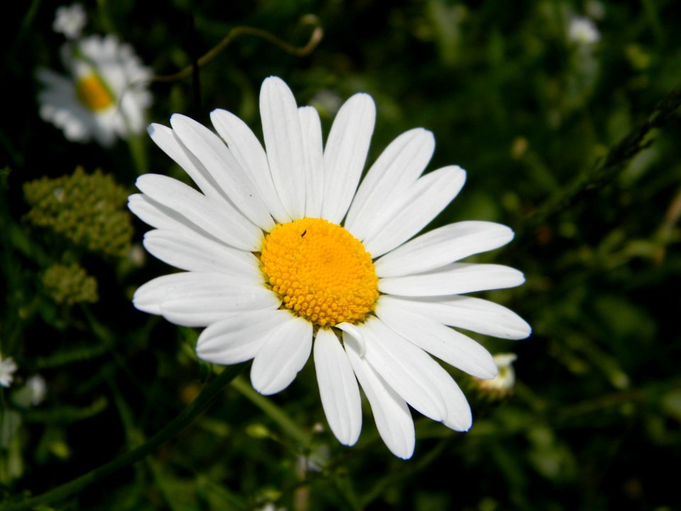 Flower Oxeye Daisy Flora Chamaemelum Nobile