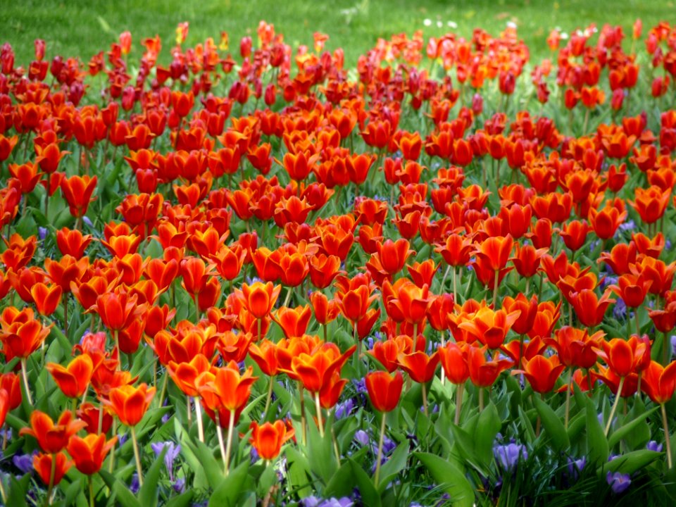 Flower Plant Flowering Plant Tulip