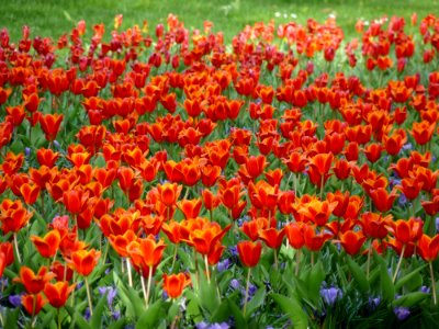 Flower Plant Flowering Plant Tulip