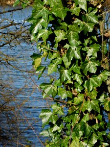 Plant Leaf Flora Ivy