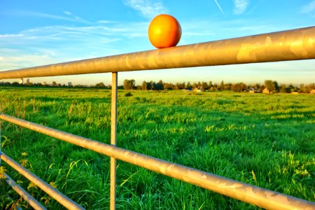 Field Sky Grassland Crop