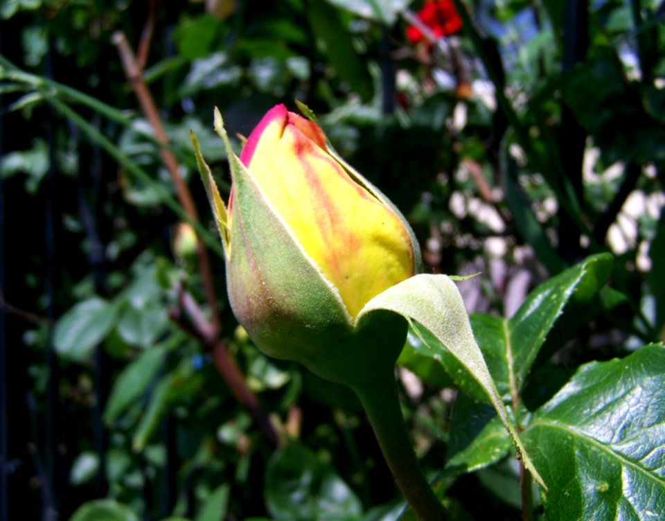 Plant Flora Flower Bud