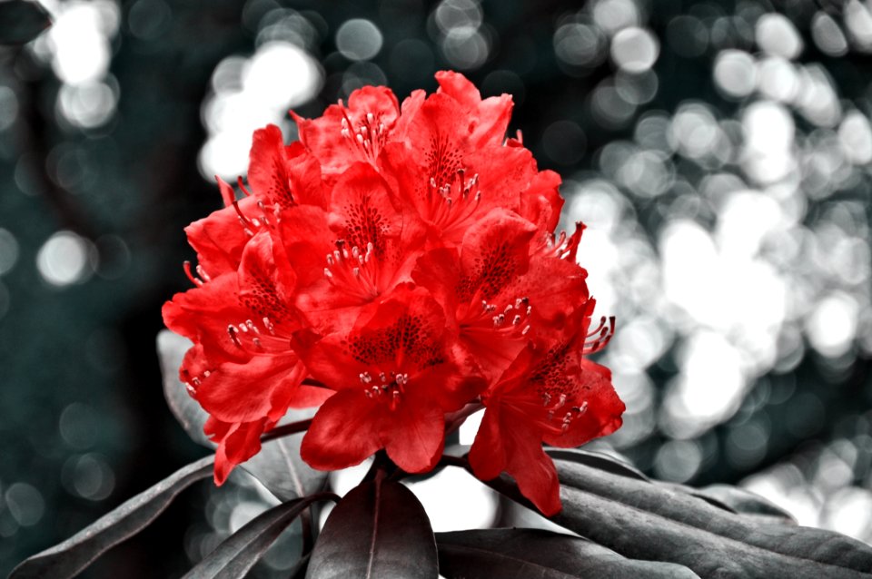 Flower Red Plant Woody Plant