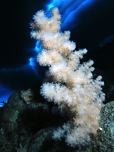 Antarctica underwater life