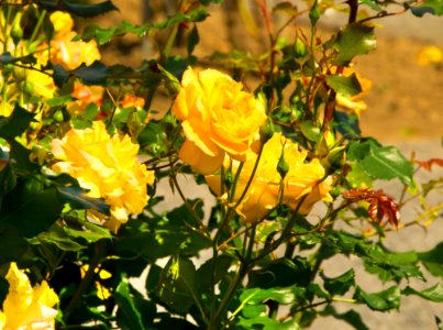 Flower Plant Yellow Rose Family
