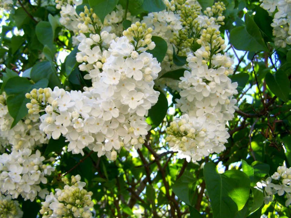 Flower Plant Spring Nannyberry
