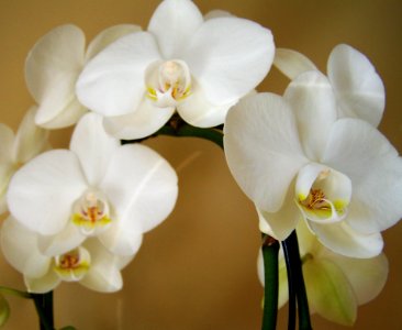 Flower White Flowering Plant Plant
