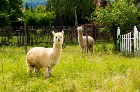 Alpaca Pasture Llama Fauna