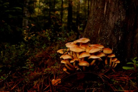 Fungus Ecosystem Mushroom Edible Mushroom photo