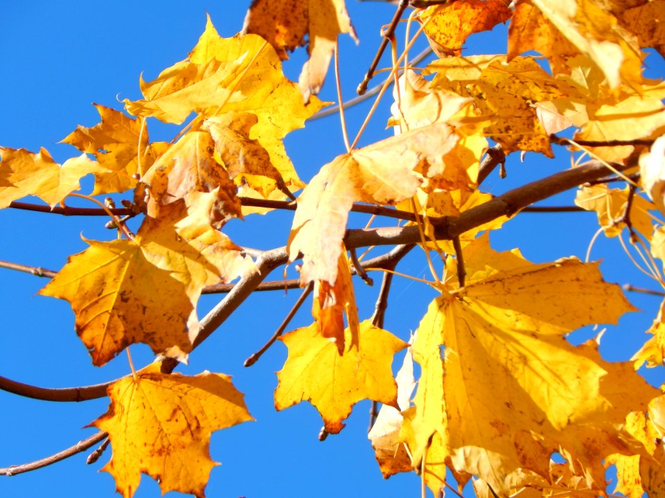 Leaf Yellow Autumn Maple Leaf