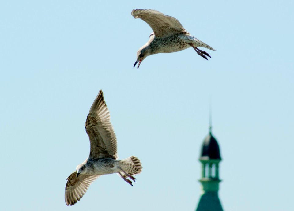 Bird Fauna Beak Sky