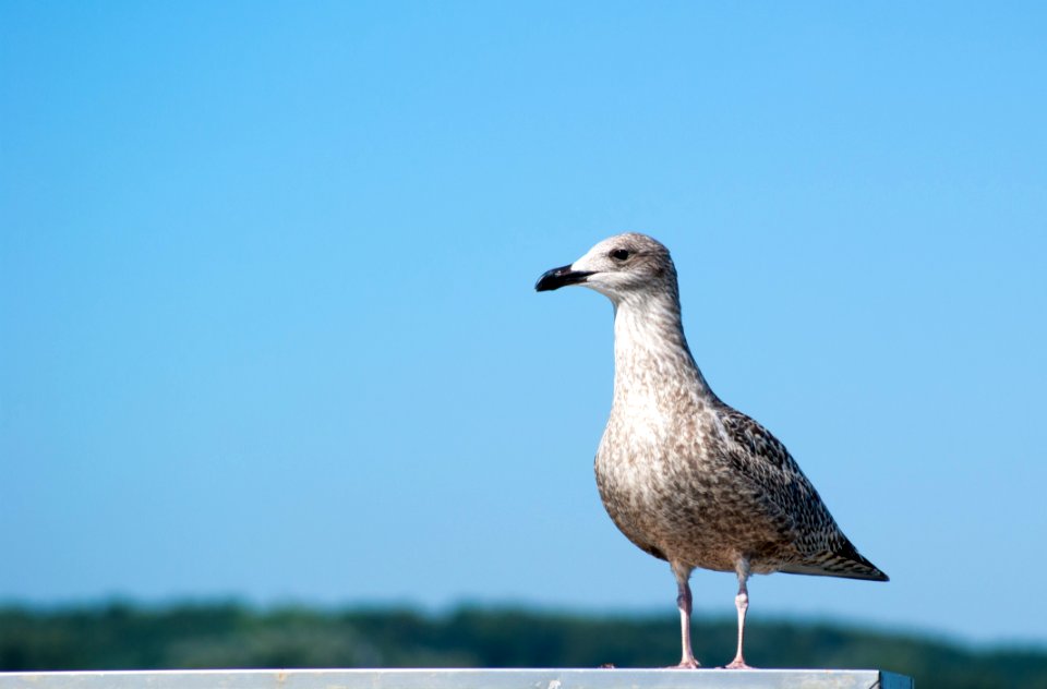 Bird Gull Seabird Fauna