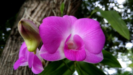 Flower Plant Flora Pink
