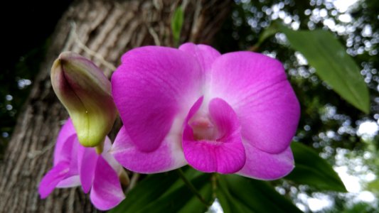 Flower Plant Flora Pink photo