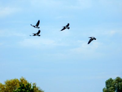Sky Bird Flock Bird Migration photo