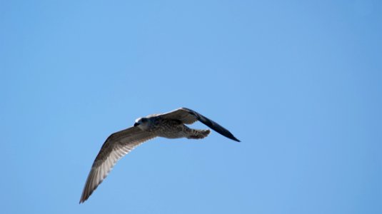 Bird Sky Beak Fauna photo