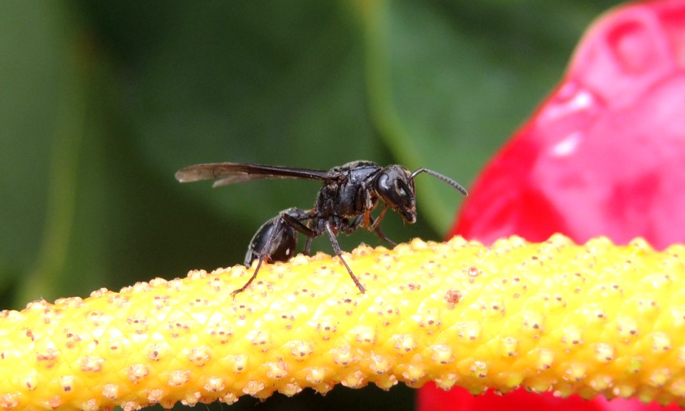 Insect Membrane Winged Insect Pest Nectar