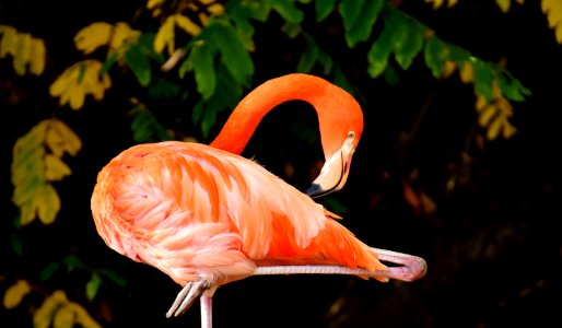 Flamingo Bird Vertebrate Water Bird