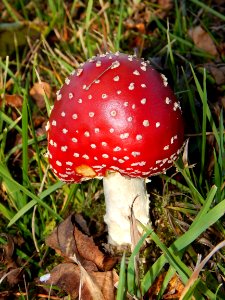 Mushroom Fungus Agaric Agaricaceae