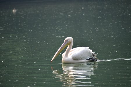 Pelican Bird Seabird Water