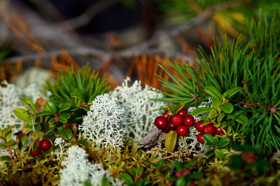 Vegetation Flora Plant Lingonberry
