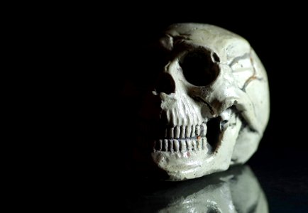 Bone Skull Skeleton Jaw photo