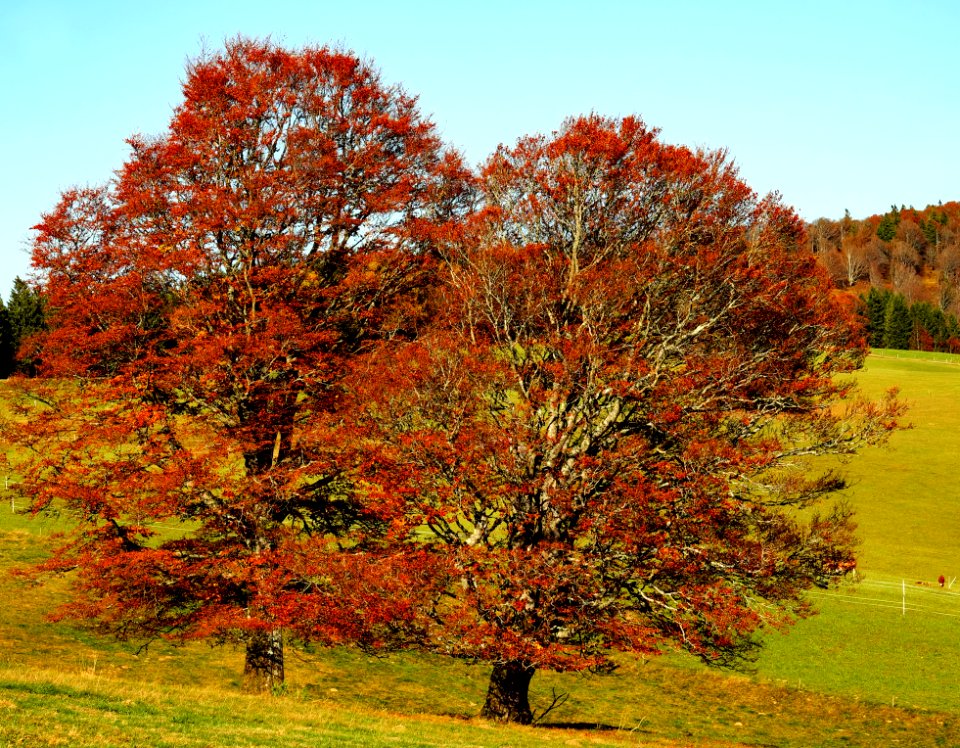 Tree Nature Woody Plant Autumn