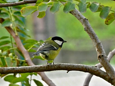 Bird Fauna Ecosystem Beak photo