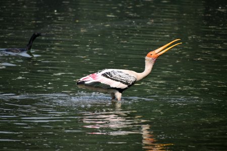 Bird Water Beak Fauna