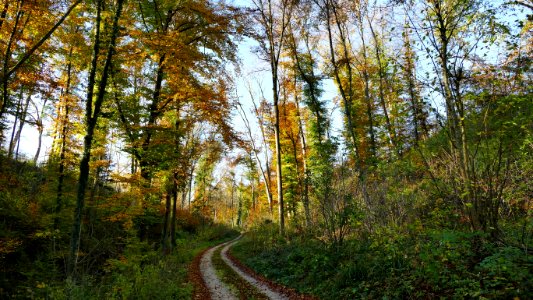 Ecosystem Temperate Broadleaf And Mixed Forest Path Nature Reserve photo