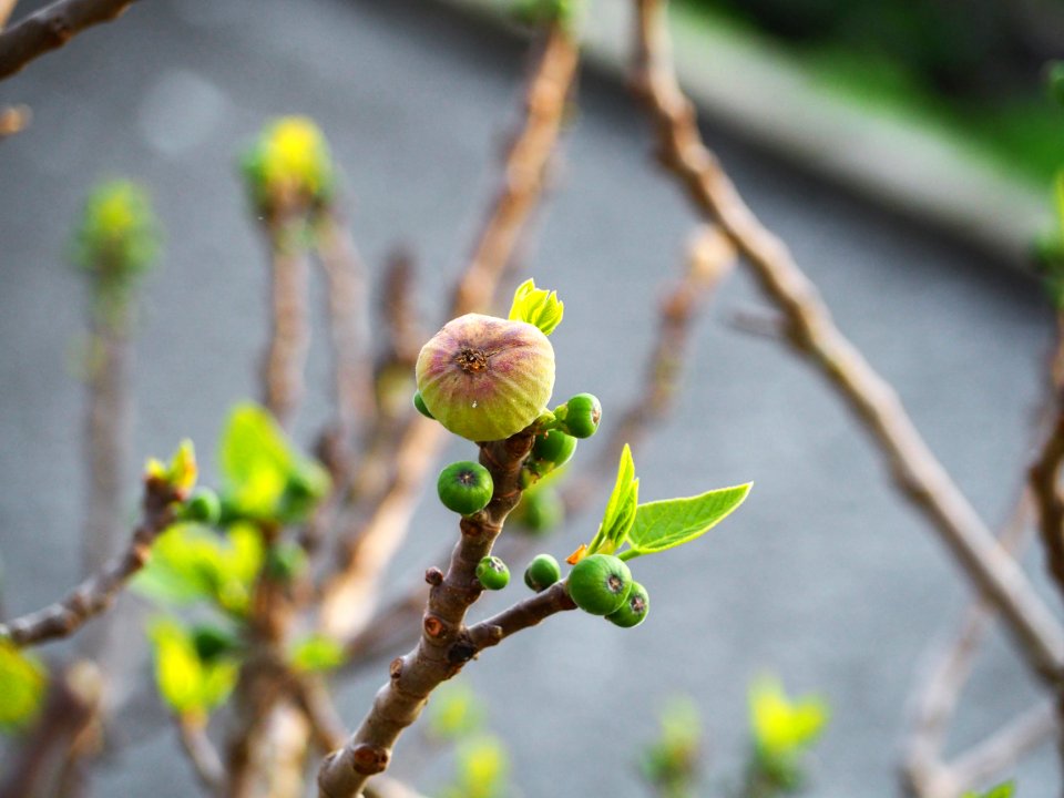 Branch Plant Spring Flora