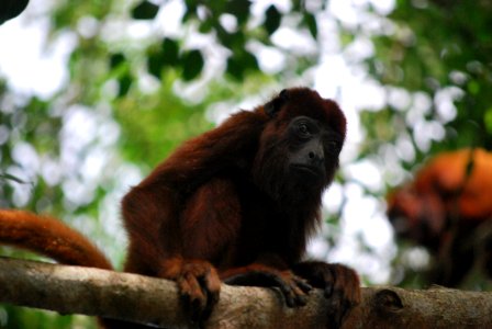 Fauna New World Monkey Primate Terrestrial Animal photo