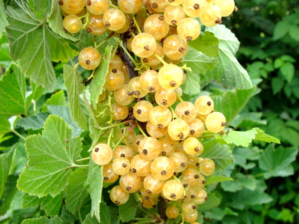 Fruit Plant Currant Gooseberry
