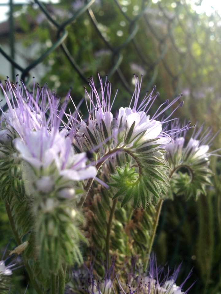 Plant Flora Flower Thistle