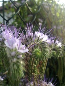 Plant Flora Flower Thistle