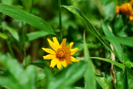 Flower Flora Plant Wildflower photo