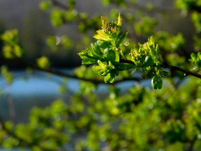 Vegetation Plant Flora Branch