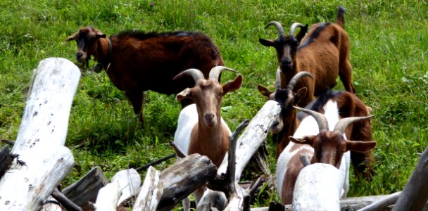 Goats Goat Fauna Cow Goat Family