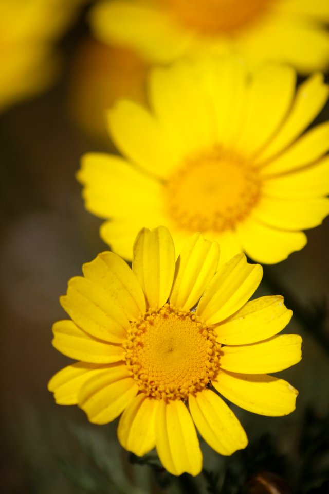 Flower Yellow Flora Close Up