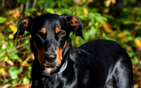Dog Dog Breed Dog Like Mammal Austrian Black And Tan Hound