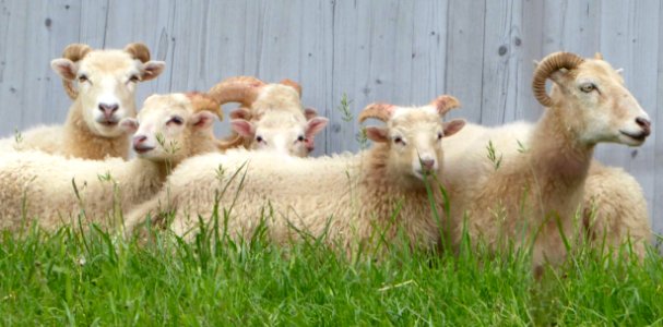 Sheep Pasture Cow Goat Family Fauna photo