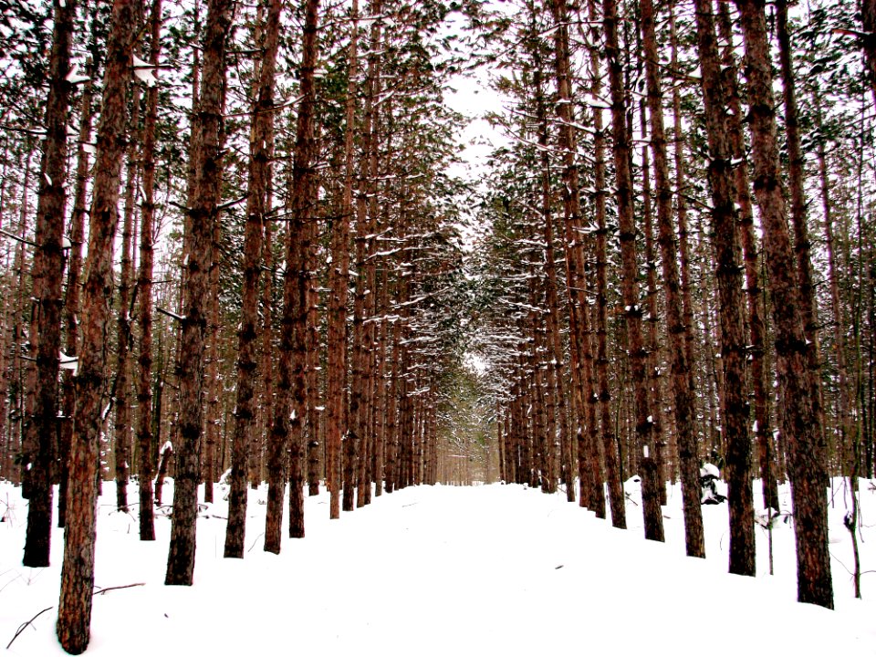 Snow Winter Tree Ecosystem