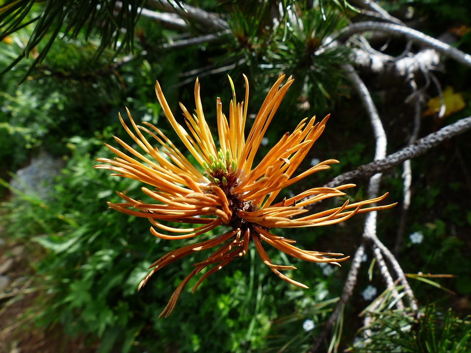 Grow pinus mugo pine