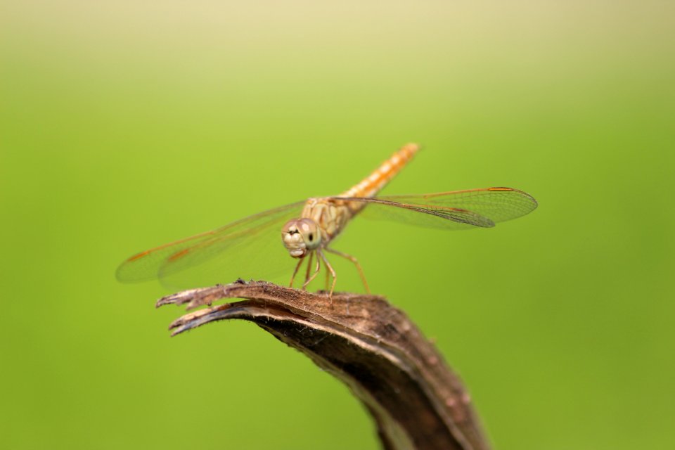 Dragonfly Insect Dragonflies And Damseflies Invertebrate