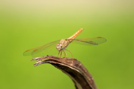Dragonfly Insect Dragonflies And Damseflies Invertebrate