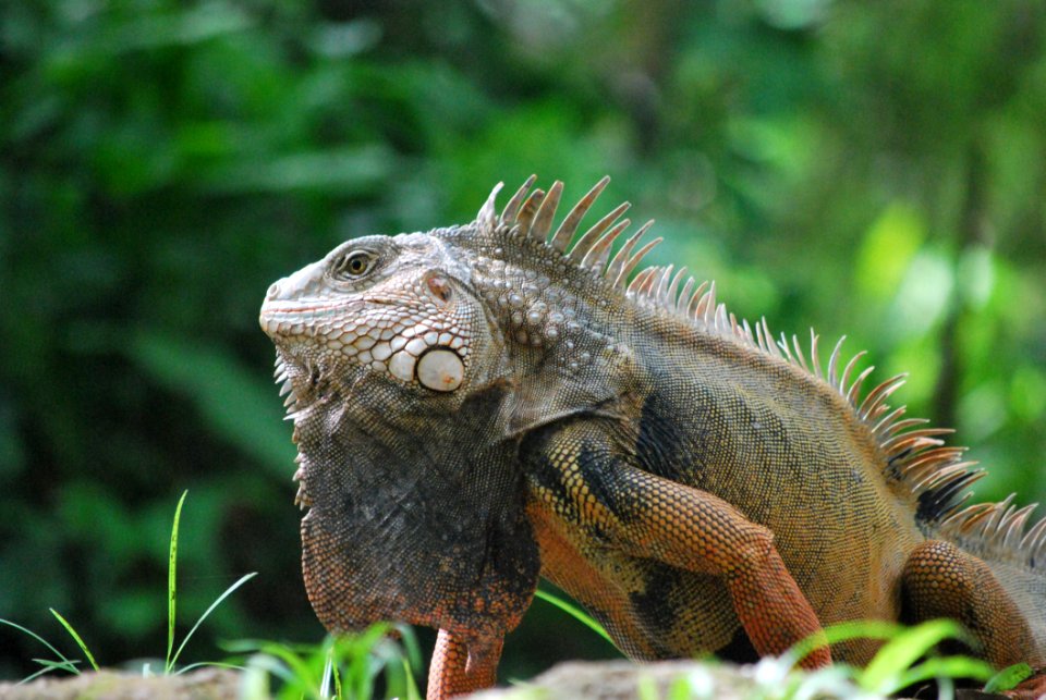 Reptile Iguana Iguania Scaled Reptile